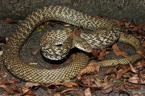 snakes in hokkaido|Reptiles and Amphibians of Japan · iNaturalist.